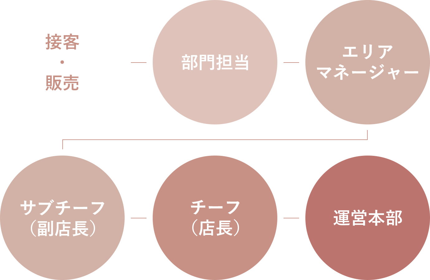接客・販売 部門担当 エリアマネージャー サブチーフ(副店長) チーフ(店長) 運営本部